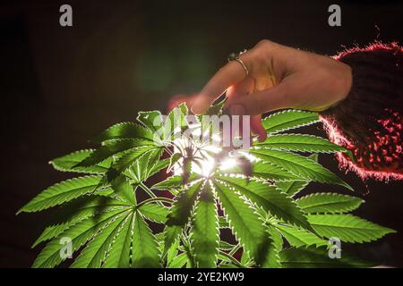 Selektives Fokussieren der hintergrundbeleuchteten Marihuana-Pflanze mit der Hand einer Frau, die die Blätter streichelt. Cannabispflanze von oben auf dunklem Hintergrund geschossen Stockfoto