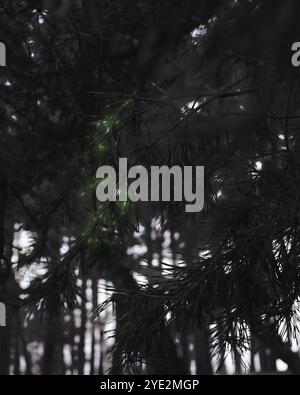 Surrealistischer Wald, stimmungsvoller Black Metal Wald, dunkler gruseliger Wald, Horrorstimmung, fantastische Farben Stockfoto