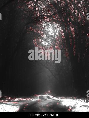 Surrealistischer Wald, stimmungsvoller Black Metal Wald, dunkler gruseliger Wald, Horrorstimmung, fantastische Farben Stockfoto