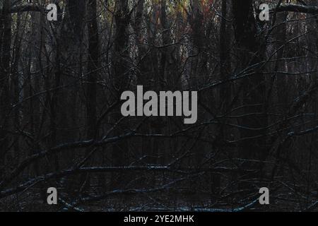 Surrealistischer Wald, stimmungsvoller Black Metal Wald, dunkler gruseliger Wald, Horrorstimmung, fantastische Farben Stockfoto
