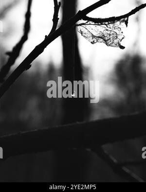 Surrealistischer Wald, stimmungsvoller Black Metal Wald, dunkler gruseliger Wald, Horrorstimmung, fantastische Farben Stockfoto