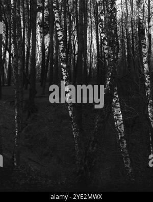 Surrealistischer Wald, stimmungsvoller Black Metal Wald, dunkler gruseliger Wald, Horrorstimmung, fantastische Farben Stockfoto