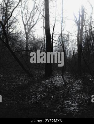 Surrealistischer Wald, stimmungsvoller Black Metal Wald, dunkler gruseliger Wald, Horrorstimmung, fantastische Farben Stockfoto