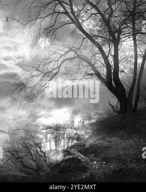 Stimmungsvoller Black Metal Forest, dunkler nebliger gruseliger Wald, Horror-Atmosphäre, Schwarzweiß-Fotografie Stockfoto