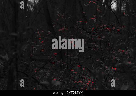 Surrealistischer Wald, stimmungsvoller Black Metal Wald, dunkler gruseliger Wald, Horrorstimmung, fantastische Farben Stockfoto