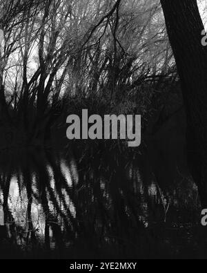 Surrealistischer Wald, stimmungsvoller Black Metal Wald, dunkler gruseliger Wald, Horrorstimmung, fantastische Farben Stockfoto