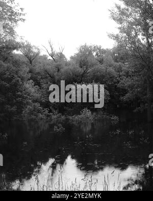 Surrealistischer Wald, stimmungsvoller Black Metal Wald, dunkler gruseliger Wald, Horrorstimmung, fantastische Farben Stockfoto