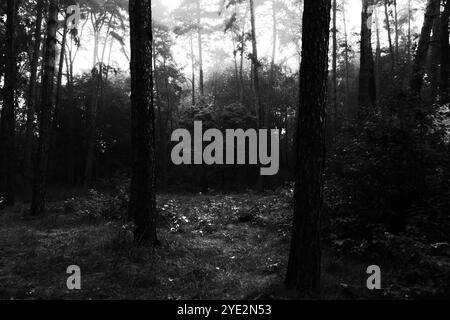 Surrealistischer Wald, stimmungsvoller Black Metal Wald, dunkler gruseliger Wald, Horrorstimmung, fantastische Farben Stockfoto