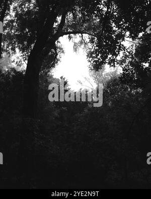 Surrealistischer Wald, stimmungsvoller Black Metal Wald, dunkler gruseliger Wald, Horrorstimmung, fantastische Farben Stockfoto