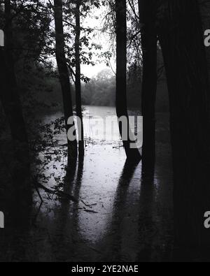 Surrealistischer Wald, stimmungsvoller Black Metal Wald, dunkler gruseliger Wald, Horrorstimmung, fantastische Farben Stockfoto