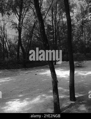 Surrealistischer Wald, stimmungsvoller Black Metal Wald, dunkler gruseliger Wald, Horrorstimmung, fantastische Farben Stockfoto