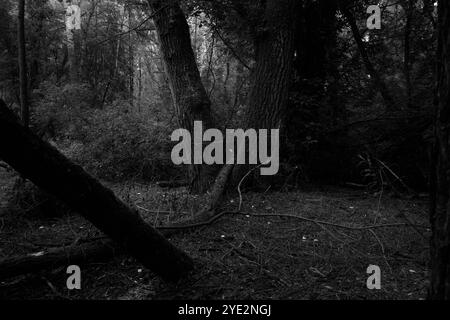Surrealistischer Wald, stimmungsvoller Black Metal Wald, dunkler gruseliger Wald, Horrorstimmung, fantastische Farben Stockfoto