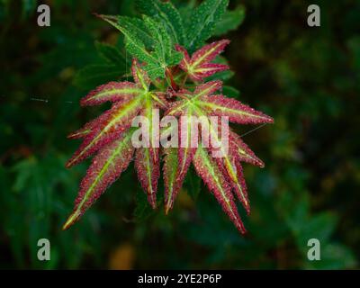 Die jungen Blätter des japanischen Ahorns Acer palmatum Wilsons Pink Dwarf Stockfoto
