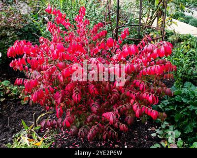 Das hellrote Herbstlaub des zwergbrennenden Busches Euonymus alatus compactus Stockfoto