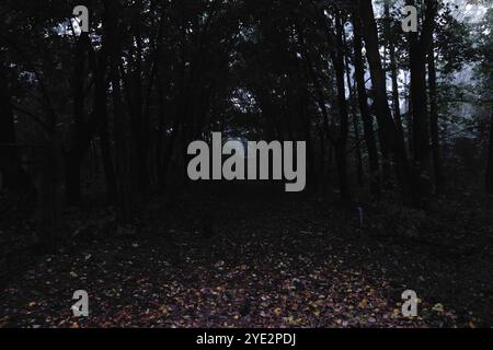 Dunkler Pfad im Herbstwald, stimmungsvoller Black Metal Wald, dunkler gruseliger Wald, Horrorstimmung Stockfoto