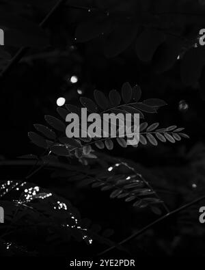 Surrealistischer Wald, stimmungsvoller Black Metal Wald, dunkler gruseliger Wald, Horrorstimmung, fantastische Farben Stockfoto