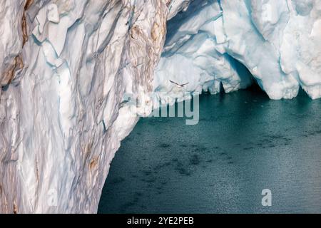 Die Glaukous Möwe, Larus hyperboreus, fliegt vor der Endstation des Hisinger Gletschers, Dickson, Fjord, Nordost-Grönland-Nationalpark. Das Eis A Stockfoto