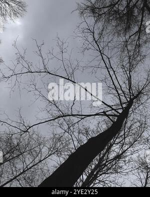 Surrealistischer Wald, stimmungsvoller Black Metal Wald, dunkler gruseliger Wald, Horrorstimmung, fantastische Farben Stockfoto