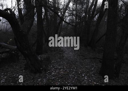 Dunkler Pfad im Herbstwald, stimmungsvoller Black Metal Wald, dunkler gruseliger Wald, Horrorstimmung Stockfoto