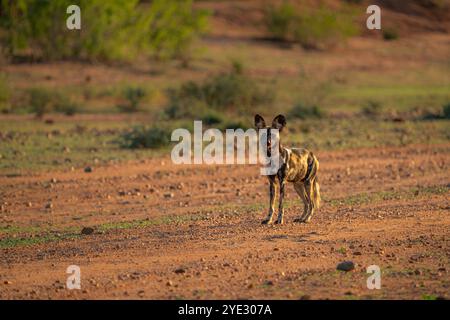 Afrikanischer Wildhund (Lycaon pictus) gefährdetes Tierporträt. Wild Dog schaut in die Kamera. Lower Sambezi National Park, Sambia Stockfoto