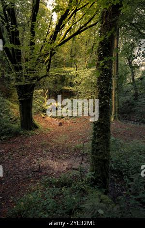 Golitha Falls. Der stimmungsvolle alte Draynes Wood am Bodmin Moor in Cornwall in Großbritannien. Stockfoto