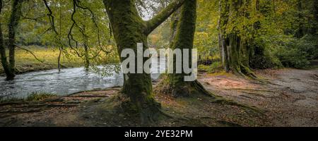 Golitha Falls. Panoramablick auf den Fluss Fowey, der im stimmungsvollen alten Draynes Wood auf Bodmin Moor in Cornwall fließt. Stockfoto