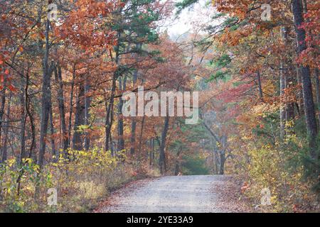 Straße durch den Wald Stockfoto