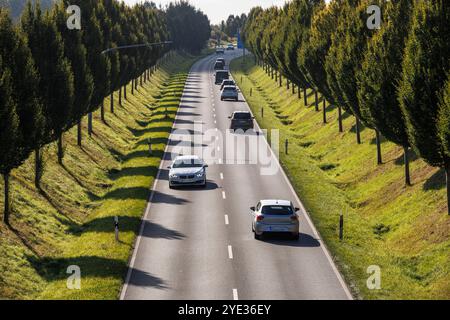 Die Dorstfelder Allee im Stadtteil Dorstfeld, von Bäumen gesäumte Allee, Dortmund, Nordrhein-Westfalen, Deutschland. Die Dorstfelder Allee im Stadtte Stockfoto