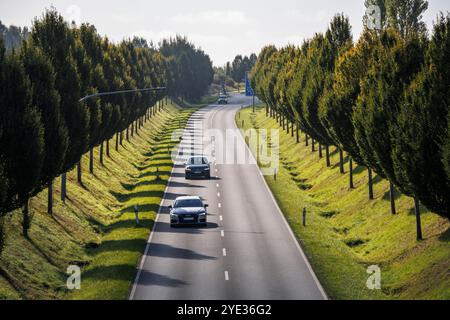 Die Dorstfelder Allee im Stadtteil Dorstfeld, von Bäumen gesäumte Allee, Dortmund, Nordrhein-Westfalen, Deutschland. Die Dorstfelder Allee im Stadtte Stockfoto