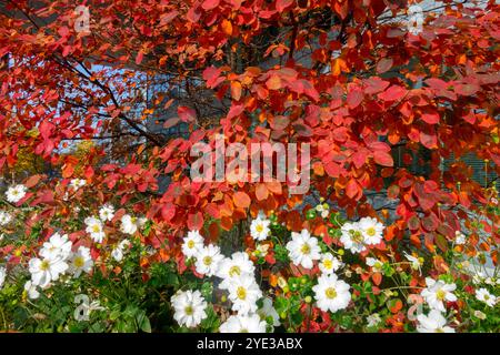 Rotes Herbstlaub Amelanchier lamarckii, japanische Anemonenblüten Stockfoto
