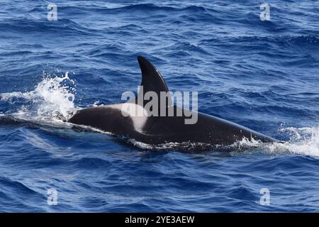 Killerwal (Orcinus Orca) in der Straße von Gibraltar, Rückenflosse und Sattel Stockfoto