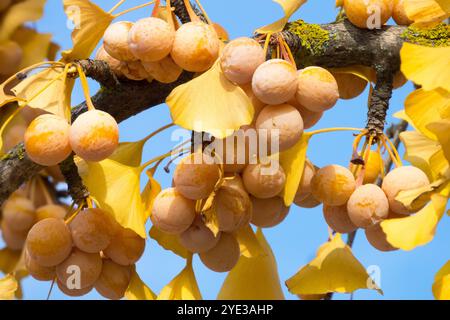 Ginkgo biloba Beeren Reifung Beeren Früchte Samen Stockfoto