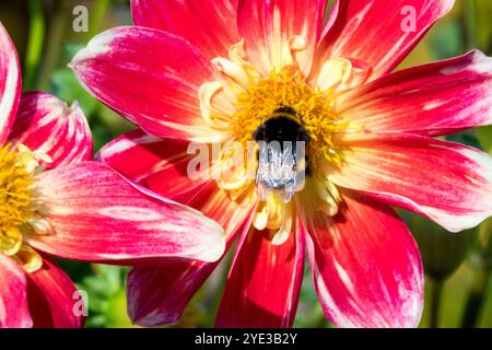 Hummel in Blume Dahlia Herbstinsekte füttert Bombus terrestris Stockfoto