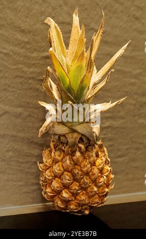 Makro-Fotografie Stockfoto