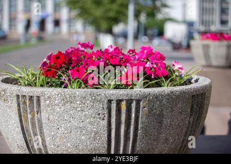 Städtisches Blumenbeet mit violetten Petunien. Stockfoto