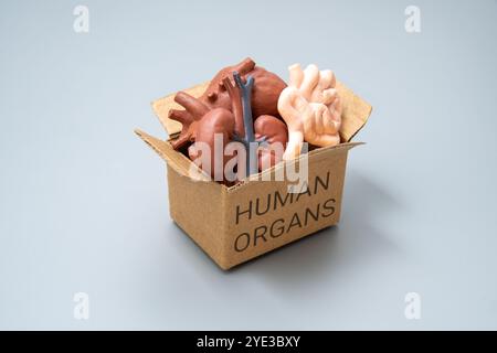 Eine Box gefüllt mit verschiedenen menschlichen Organen und mit der Aufschrift „MENSCHLICHE ORGANE“. Anatomie, Medizin, Gesundheit oder Organspendekonzept. Stockfoto