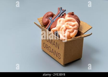 Eine Box gefüllt mit verschiedenen menschlichen Organen und mit der Aufschrift „MENSCHLICHE ORGANE“. Anatomie, Medizin, Gesundheit oder Organspendekonzept. Stockfoto