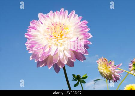 Weiße rosafarbene Dahlienblume „Que Sera“ in der Herbstsonne Stockfoto