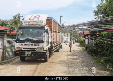 Laguna, Calabarzon, Philippinen. 25. Oktober 2024: Ein Geflügelwagen kämpft, unter herabfallenden Drähten zu fahren, weil ein Baum von starkem Wind entwurzelt ist. Der schwere tropische Zyklon Trami (Kristine) ist nach der Katastrophe im philippinischen Archipel eine der weltweit am stärksten klimagefährdeten Regionen, da das Land Südostasiens jährlich von mehreren Naturkatastrophen heimgesucht wird. Millionen Filipinos erlitten sintflutartige Regenfälle, Überschwemmungen, starke Winde, Schäden, Erdrutsche, Strom-/Internetausfälle, Evakuierung. Der tödlichste Sturm tötete 145 Menschen/37 Vermisste. Viele Gebiete sind nach wie vor isoliert. Quelle: Kevin Izorce/Alamy Live News Stockfoto