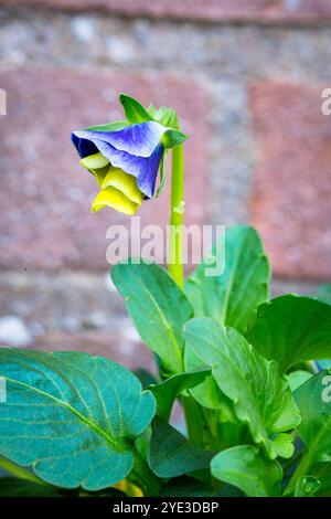 Blühende gelbe lila Farben eines Stiefmütterchens in einem Stadtgarten Stockfoto