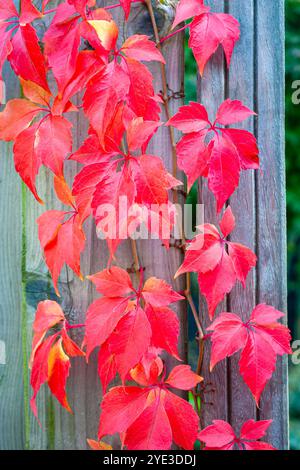 Herbstbild der roten Blätter eines Virginia-Kriechers (Parthenocissus quinquefolia), der auf einem Holzzaun klettert Stockfoto