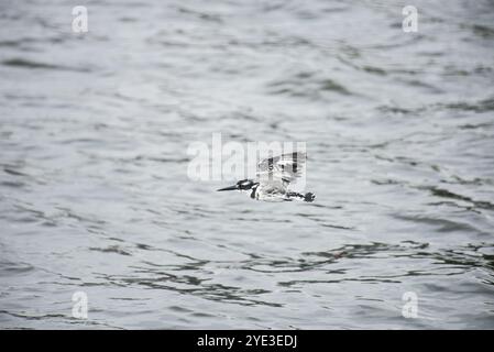 RATTENVOGEL (Ceryle rudis) - Viktoriasee - Uganda Stockfoto