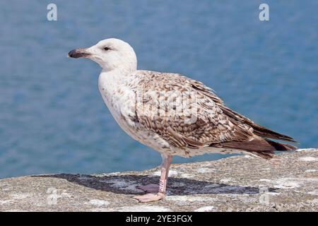 Larus marinus (Larus marinus) Jungvögel, gezüchtet in Cornwall, Newlyn Harbour, Cornwall, Vereinigtes Königreich. Stockfoto