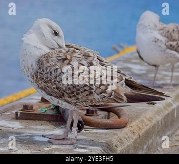 Larus marinus (Larus marinus) Jungvögel, gezüchtet in Cornwall, Newlyn Harbour, Cornwall, Vereinigtes Königreich. Stockfoto