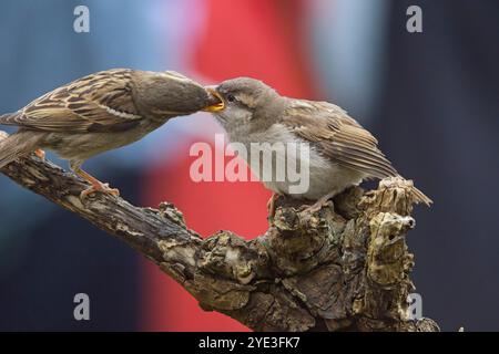 Hausspatzen (Passer domesticus), weibliches Elternteil, das einen jungen Jungen füttert, Penzance, Cornwall, Großbritannien. Stockfoto