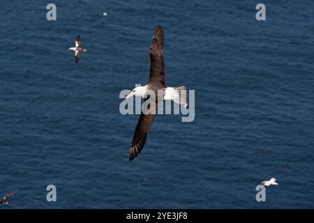 Ein erwachsener Schwarzbrauen-Albatross, der über die Tölpel im RSPB-Reservat der Bempton Cliffs fliegt Stockfoto