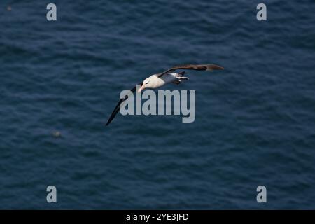 Ein erwachsener Schwarzbrauen-Albatross, der über die Tölpel im RSPB-Reservat der Bempton Cliffs fliegt Stockfoto