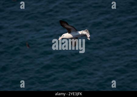 Ein erwachsener Schwarzbrauen-Albatross, der über die Tölpel im RSPB-Reservat der Bempton Cliffs fliegt Stockfoto