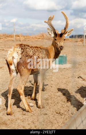 Ein junger Hirsch, der anmutig in einem üppigen grünen Feld unter dem warmen Sonnenlicht eines Sommertages steht. Die Unschuld und die Schönheit der Natur, die das zeigt Stockfoto