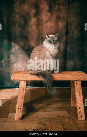 Porträt einer weißen flauschigen Ragdoll-Katze mit blauem Auge, die auf einer Holzbank sitzt Stockfoto